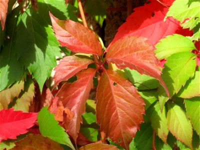 Selbstkletternde Jungfernrebe (Parthenocissus quinquefolia) in Hockenheim