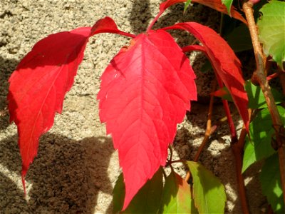 Selbstkletternde Jungfernrebe (Parthenocissus quinquefolia) in Hockenheim