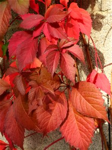 Selbstkletternde Jungfernrebe (Parthenocissus quinquefolia) in Hockenheim