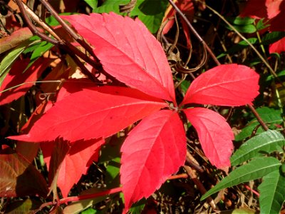 Selbstkletternde Jungfernrebe (Parthenocissus quinquefolia) - invasiv an der Bahnstrecke Hockenheim-Oftersheim im Schwetzinger Hardt