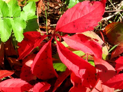 Selbstkletternde Jungfernrebe (Parthenocissus quinquefolia) - invasiv an der Bahnstrecke Hockenheim-Oftersheim im Schwetzinger Hardt