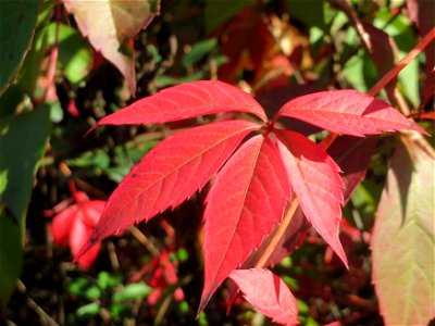 Selbstkletternde Jungfernrebe (Parthenocissus quinquefolia) - invasiv an der Bahnstrecke Hockenheim-Oftersheim im Schwetzinger Hardt