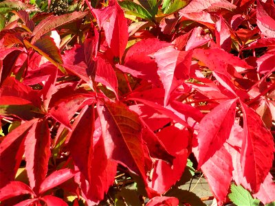 Selbstkletternde Jungfernrebe (Parthenocissus quinquefolia) - invasiv an der Bahnstrecke Hockenheim-Oftersheim im Schwetzinger Hardt