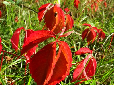 Selbstkletternde Jungfernrebe (Parthenocissus quinquefolia) - invasiv im Schwetzinger Hardt - an der Bahnstrecke Mannheim-Karlsruhe findet sich ein kleines Sandmagerrasen-Biotop mit typischer Binnendü