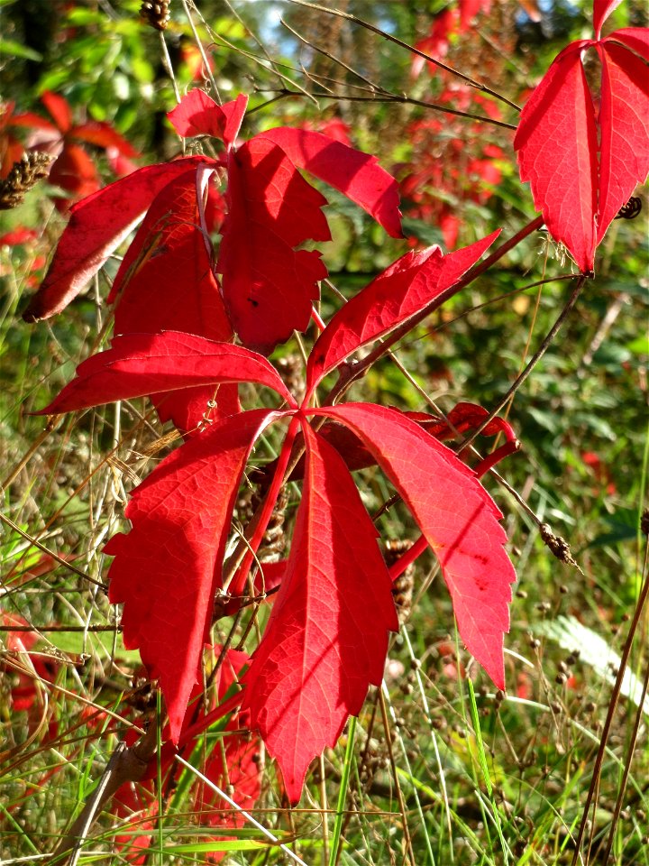 Selbstkletternde Jungfernrebe (Parthenocissus quinquefolia) - invasiv im Schwetzinger Hardt - an der Bahnstrecke Mannheim-Karlsruhe findet sich ein kleines Sandmagerrasen-Biotop mit typischer Binnendü