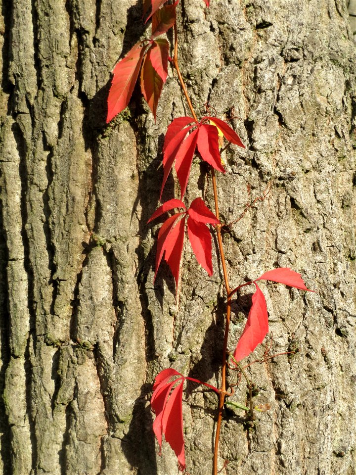 Selbstkletternde Jungfernrebe (Parthenocissus quinquefolia) - invasiv an einer Eiche im Schwetzinger Hardt - an der Bahnstrecke Mannheim-Karlsruhe findet sich ein kleines Sandmagerrasen-Biotop mit typ