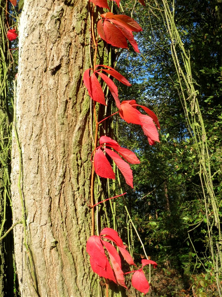 Selbstkletternde Jungfernrebe (Parthenocissus quinquefolia) - invasiv an einer Eiche im Schwetzinger Hardt - an der Bahnstrecke Mannheim-Karlsruhe findet sich ein kleines Sandmagerrasen-Biotop mit typ