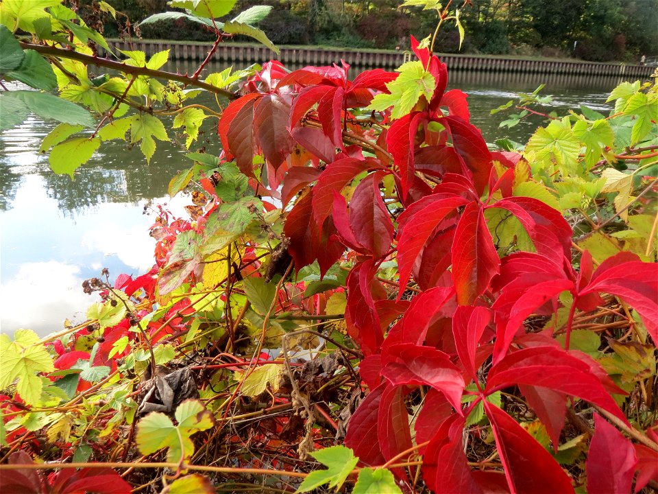 Selbstkletternde Jungfernrebe (Parthenocissus quinquefolia) an der Saar in Saarbrücken