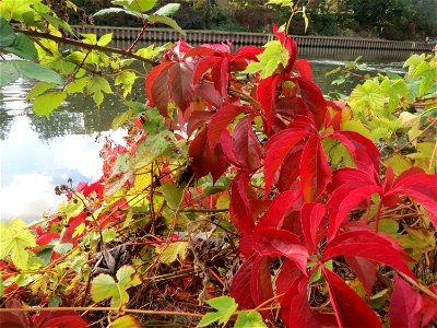 Selbstkletternde Jungfernrebe (Parthenocissus quinquefolia) an der Saar in Saarbrücken