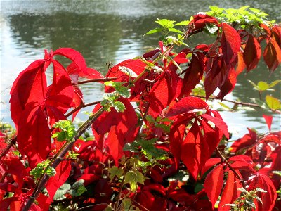 Selbstkletternde Jungfernrebe (Parthenocissus quinquefolia) an der Saar in Saarbrücken