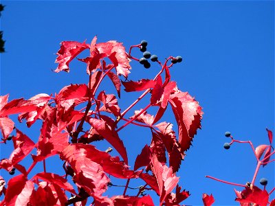 Selbstkletternde Jungfernrebe (Parthenocissus quinquefolia) in St. Ingbert
