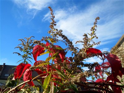 Selbstkletternde Jungfernrebe (Parthenocissus quinquefolia) in St. Ingbert