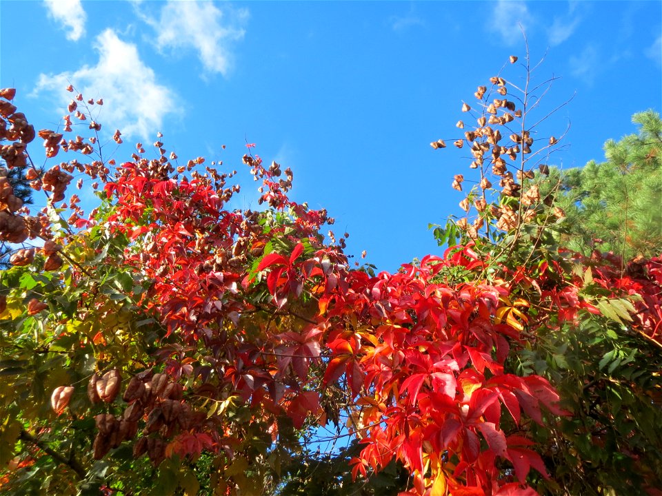 Selbstkletternde Jungfernrebe (Parthenocissus quinquefolia) in Hockenheim