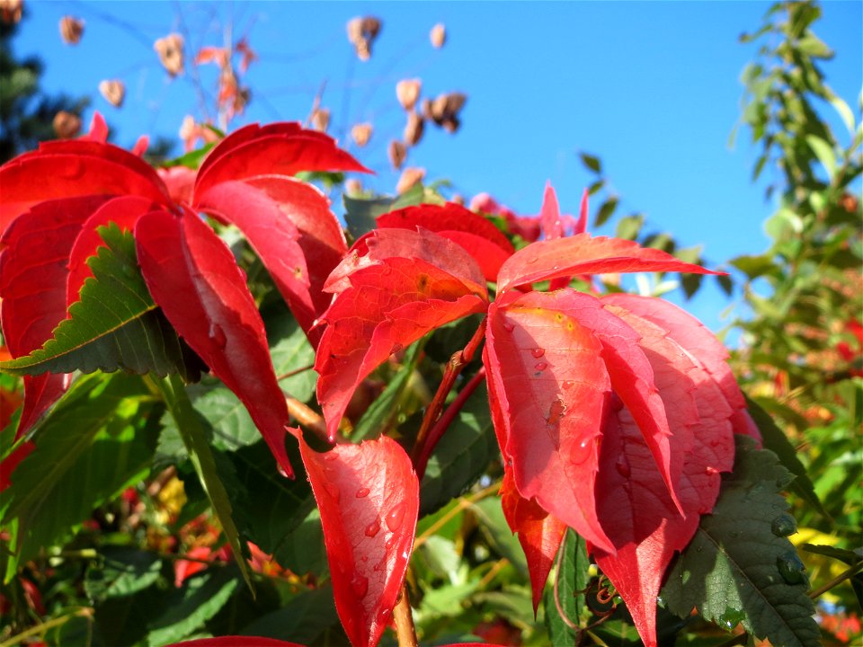 Selbstkletternde Jungfernrebe (Parthenocissus quinquefolia) in Hockenheim