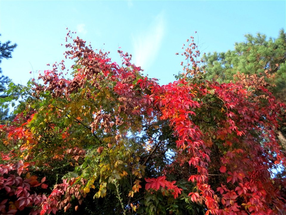 Selbstkletternde Jungfernrebe (Parthenocissus quinquefolia) in Hockenheim