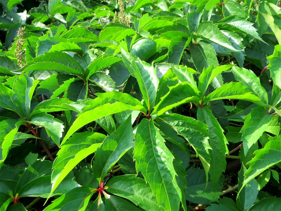 Selbstkletternde Jungfernrebe (Parthenocissus quinquefolia) am Rand vom Gartenschaupark in Hockenheim - dieses aus Nordamerika stammende Weinrebengewächs breitet sich oft invasiv entlang von Bahnstrec
