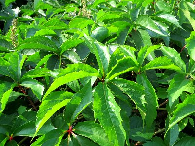 Selbstkletternde Jungfernrebe (Parthenocissus quinquefolia) am Rand vom Gartenschaupark in Hockenheim - dieses aus Nordamerika stammende Weinrebengewächs breitet sich oft invasiv entlang von Bahnstrec