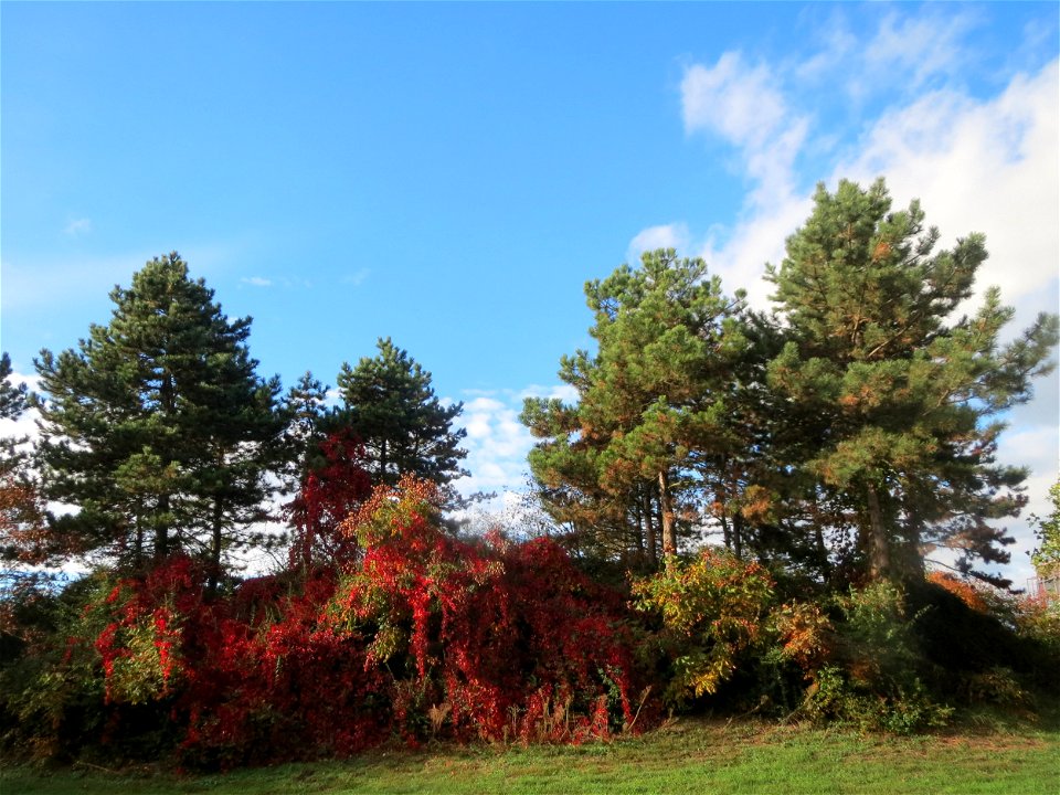Waldkiefer (Pinus sylvestris) und Selbstkletternde Jungfernrebe (Parthenocissus quinquefolia) in Hockenheim