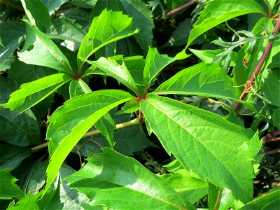 Selbstkletternde Jungfernrebe (Parthenocissus quinquefolia) am Rand vom Gartenschaupark in Hockenheim - dieses aus Nordamerika stammende Weinrebengewächs breitet sich oft invasiv entlang von Bahnstrec