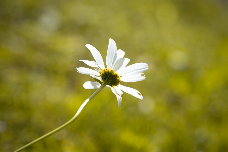 White flower blossom bloom
