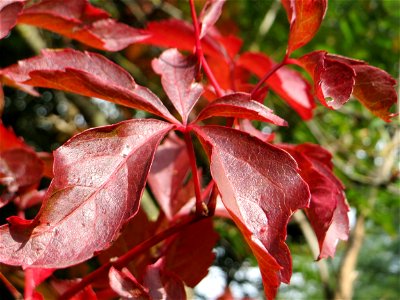 Selbstkletternde Jungfernrebe (Parthenocissus quinquefolia) - invasiv neben der Rheinbahn in der Schwetzinger Hardt, eingeschleppt aus Nordamerika