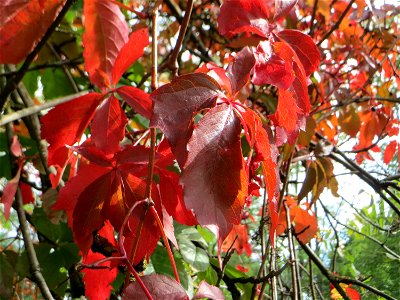 Selbstkletternde Jungfernrebe (Parthenocissus quinquefolia) - invasiv neben der Rheinbahn in der Schwetzinger Hardt, eingeschleppt aus Nordamerika