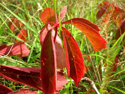 Selbstkletternde Jungfernrebe (Parthenocissus quinquefolia) - invasiv neben der Rheinbahn in der Schwetzinger Hardt, eingeschleppt aus Nordamerika