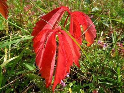 Selbstkletternde Jungfernrebe (Parthenocissus quinquefolia) - invasiv neben der Rheinbahn in der Schwetzinger Hardt, eingeschleppt aus Nordamerika