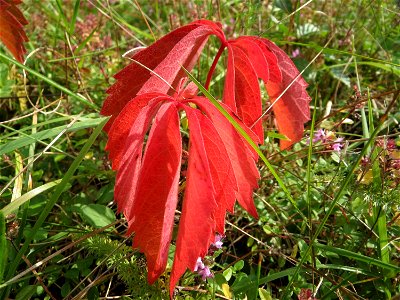 Selbstkletternde Jungfernrebe (Parthenocissus quinquefolia) - invasiv neben der Rheinbahn in der Schwetzinger Hardt, eingeschleppt aus Nordamerika photo