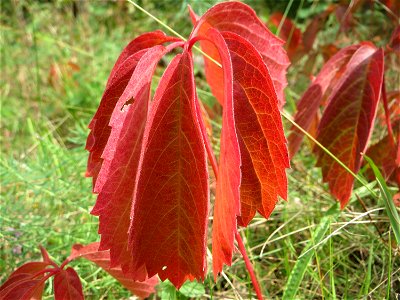 Selbstkletternde Jungfernrebe (Parthenocissus quinquefolia) - invasiv neben der Rheinbahn in der Schwetzinger Hardt, eingeschleppt aus Nordamerika