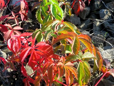 Selbstkletternde Jungfernrebe (Parthenocissus quinquefolia) - invasiv an der Rheinbahn bei Oftersheim - wer im Herbst mit der Bahn unterwegs ist, dem fallen permanent die sich rot färbenden Blätter de