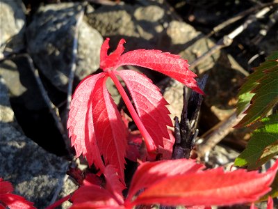 Selbstkletternde Jungfernrebe (Parthenocissus quinquefolia) - invasiv an der Rheinbahn bei Oftersheim - wer im Herbst mit der Bahn unterwegs ist, dem fallen permanent die sich rot färbenden Blätter de