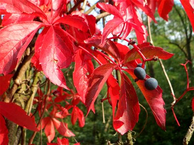 Selbstkletternde Jungfernrebe (Parthenocissus quinquefolia) - invasiv neben der Rheinbahn in der Schwetzinger Hardt, eingeschleppt aus Nordamerika photo