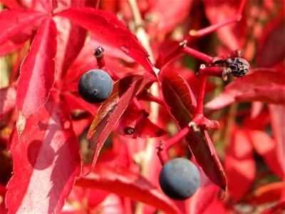 Selbstkletternde Jungfernrebe (Parthenocissus quinquefolia) - invasiv neben der Rheinbahn in der Schwetzinger Hardt, eingeschleppt aus Nordamerika photo