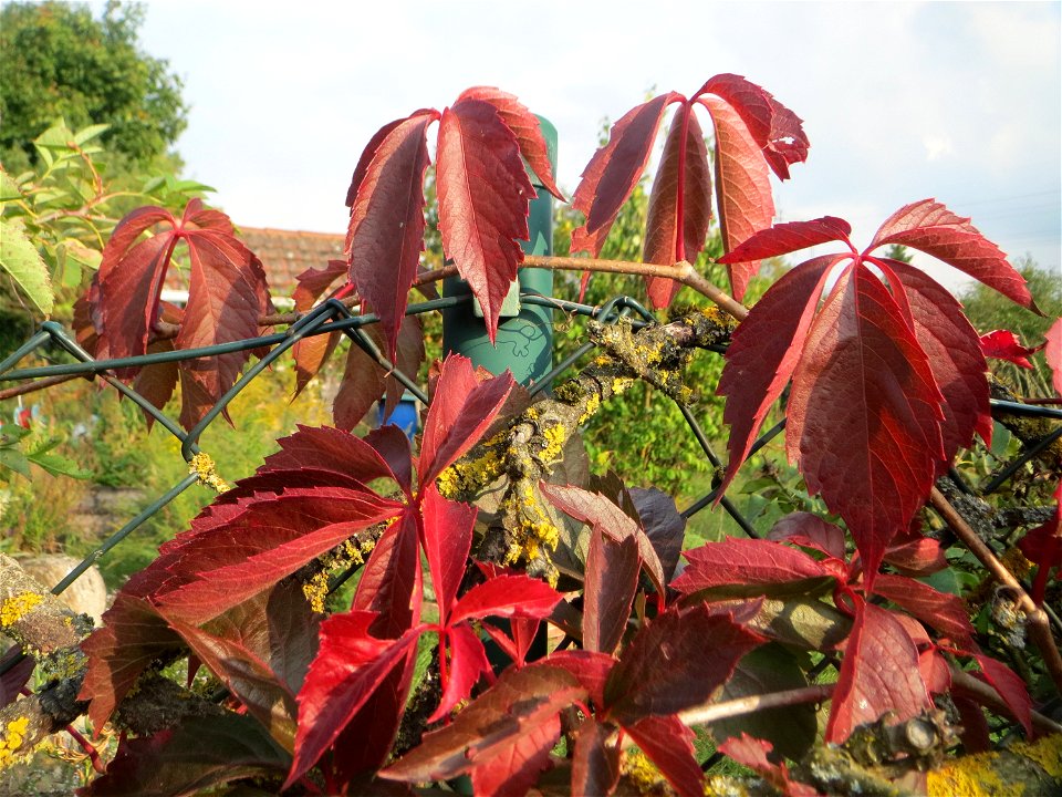 Selbstkletternde Jungfernrebe (Parthenocissus quinquefolia) bei Schrebergärten nahe dem „Wingertsbuckel“ bei Oftersheim - eingeschleppt aus Nordamerika