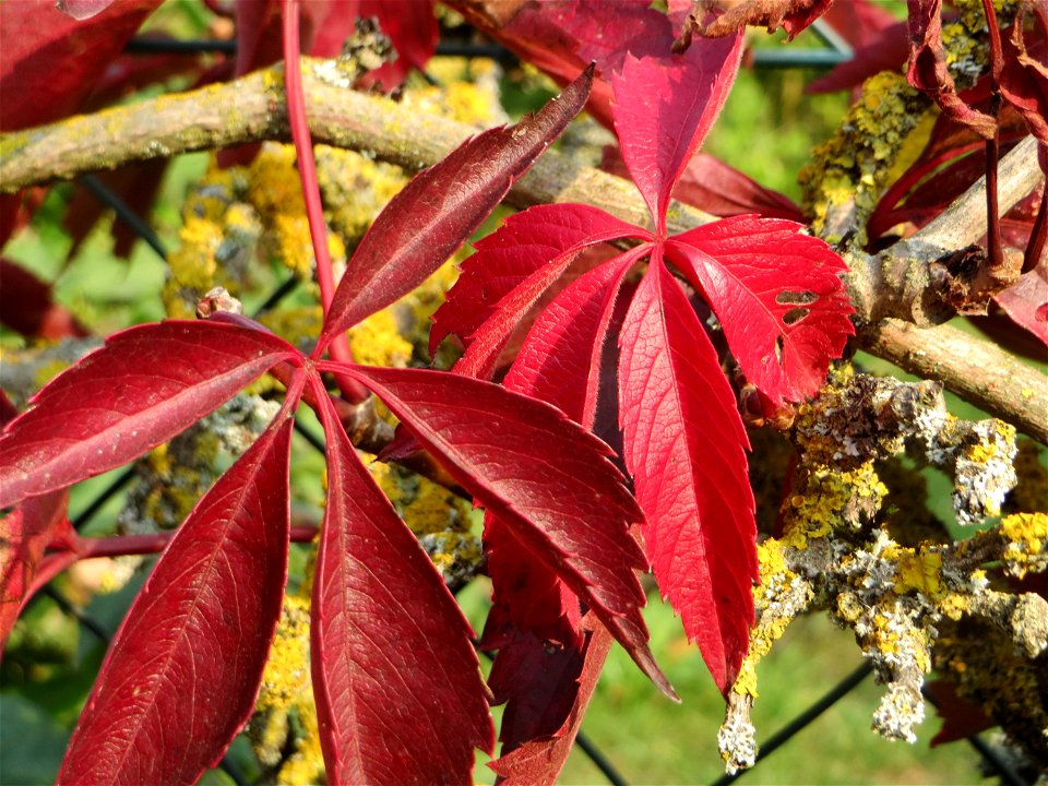 Selbstkletternde Jungfernrebe (Parthenocissus quinquefolia) bei Schrebergärten nahe dem „Wingertsbuckel“ bei Oftersheim - eingeschleppt aus Nordamerika