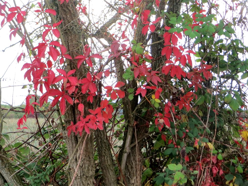 Selbstkletternde Jungfernrebe (Parthenocissus quinquefolia) im Naturschutzgebiet „Wagbachniederung“ - eingeschleppt aus Nordamerika