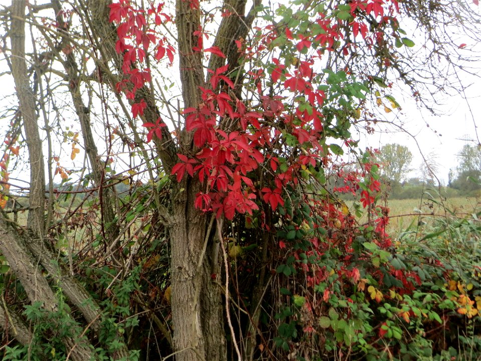 Selbstkletternde Jungfernrebe (Parthenocissus quinquefolia) im Naturschutzgebiet „Wagbachniederung“ - eingeschleppt aus Nordamerika