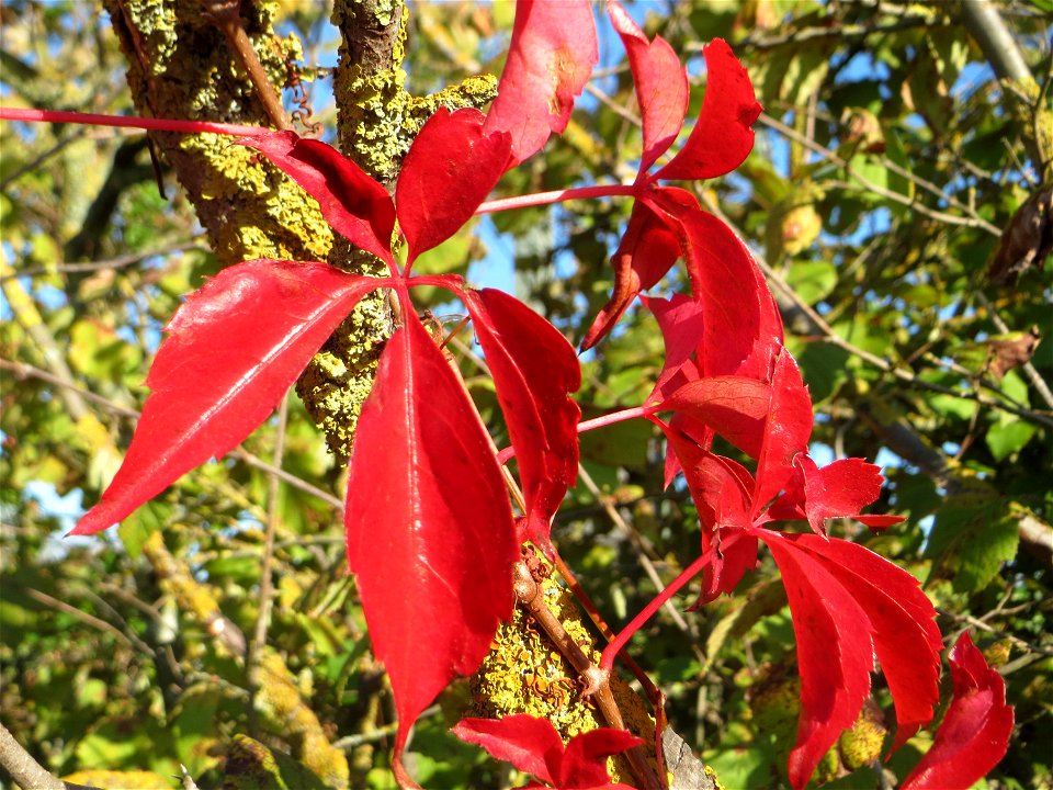 Selbstkletternde Jungfernrebe (Parthenocissus quinquefolia) am Bahndamm bei Neulußheim