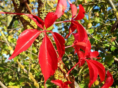 Selbstkletternde Jungfernrebe (Parthenocissus quinquefolia) am Bahndamm bei Neulußheim