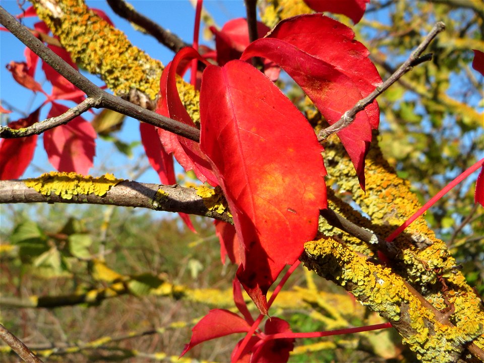 Selbstkletternde Jungfernrebe (Parthenocissus quinquefolia) am Bahndamm bei Neulußheim