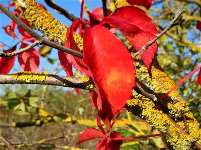 Selbstkletternde Jungfernrebe (Parthenocissus quinquefolia) am Bahndamm bei Neulußheim