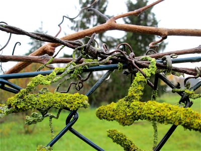Selbstkletternde Jungfernrebe (Parthenocissus quinquefolia) in Hockenheim - eingeschleppt aus Nordamerika