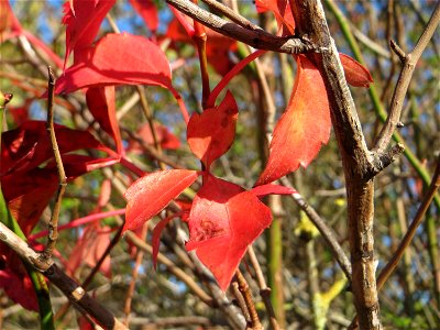 Selbstkletternde Jungfernrebe (Parthenocissus quinquefolia) am Bahndamm bei Neulußheim