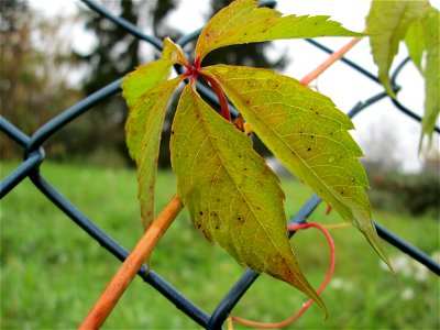 Selbstkletternde Jungfernrebe (Parthenocissus quinquefolia) in Hockenheim - eingeschleppt aus Nordamerika