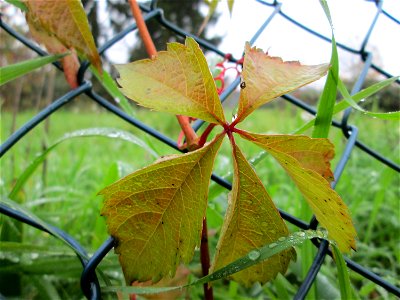 Selbstkletternde Jungfernrebe (Parthenocissus quinquefolia) in Hockenheim - eingeschleppt aus Nordamerika