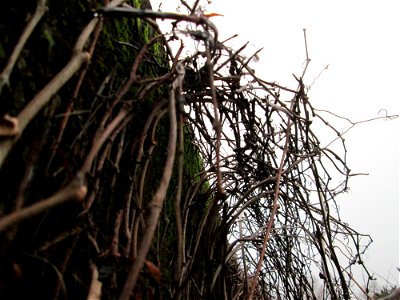 Gewöhnliche Jungfernrebe (Parthenocissus inserta) im Gartenschaupark Hockenheim - eingeschleppt aus Nordamerika - invasiv insbesondere entlang von Bahnstrecken, an Hecken und Waldrändern