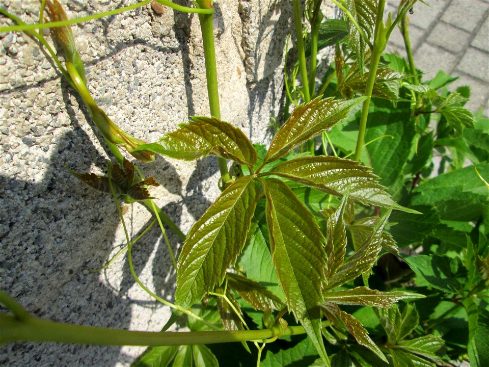Selbstkletternde Jungfernrebe (Parthenocissus quinquefolia) in Hockenheim - eingeschleppt aus Nordamerika - an diesem Standort regelmäßig entfern, aber nicht gründlich genug, denn sie kommt alle Jahre
