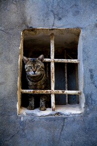 Overview innocent alley cat