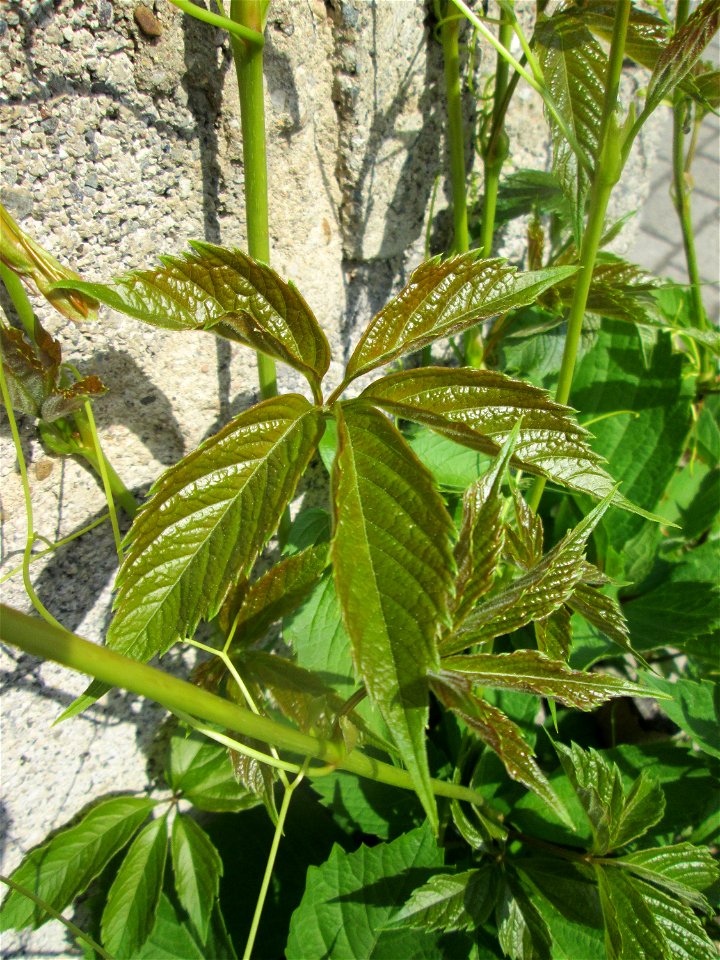 Selbstkletternde Jungfernrebe (Parthenocissus quinquefolia) in Hockenheim - eingeschleppt aus Nordamerika - an diesem Standort regelmäßig entfern, aber nicht gründlich genug, denn sie kommt alle Jahre